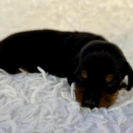 Blake - Black and tan male Dachshund puppy in Colbert, Oklahoma from Brooke Crenshaw