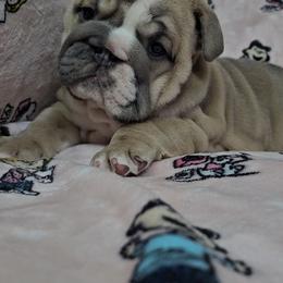 Bulldog Puppies from Illinois Bullies Kennel