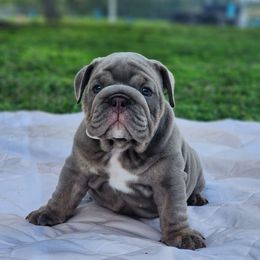 Sarge - Lilac tri-color male Bulldog puppy in Plant City, Florida from Bertha Butt Bulldogs