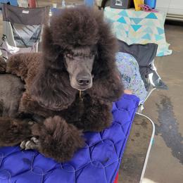Indigo  - Poodle