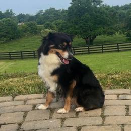 Uma - Miniature Australian Shepherd