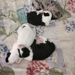 Sheepadoodle puppies from Rising Star Kennels