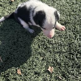 Boy 2 - Black and white male Border Collie puppy in Temecula, California from Joni Gibson's Border Collies