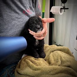 Poodle Puppies from Reuter Clan Poodles