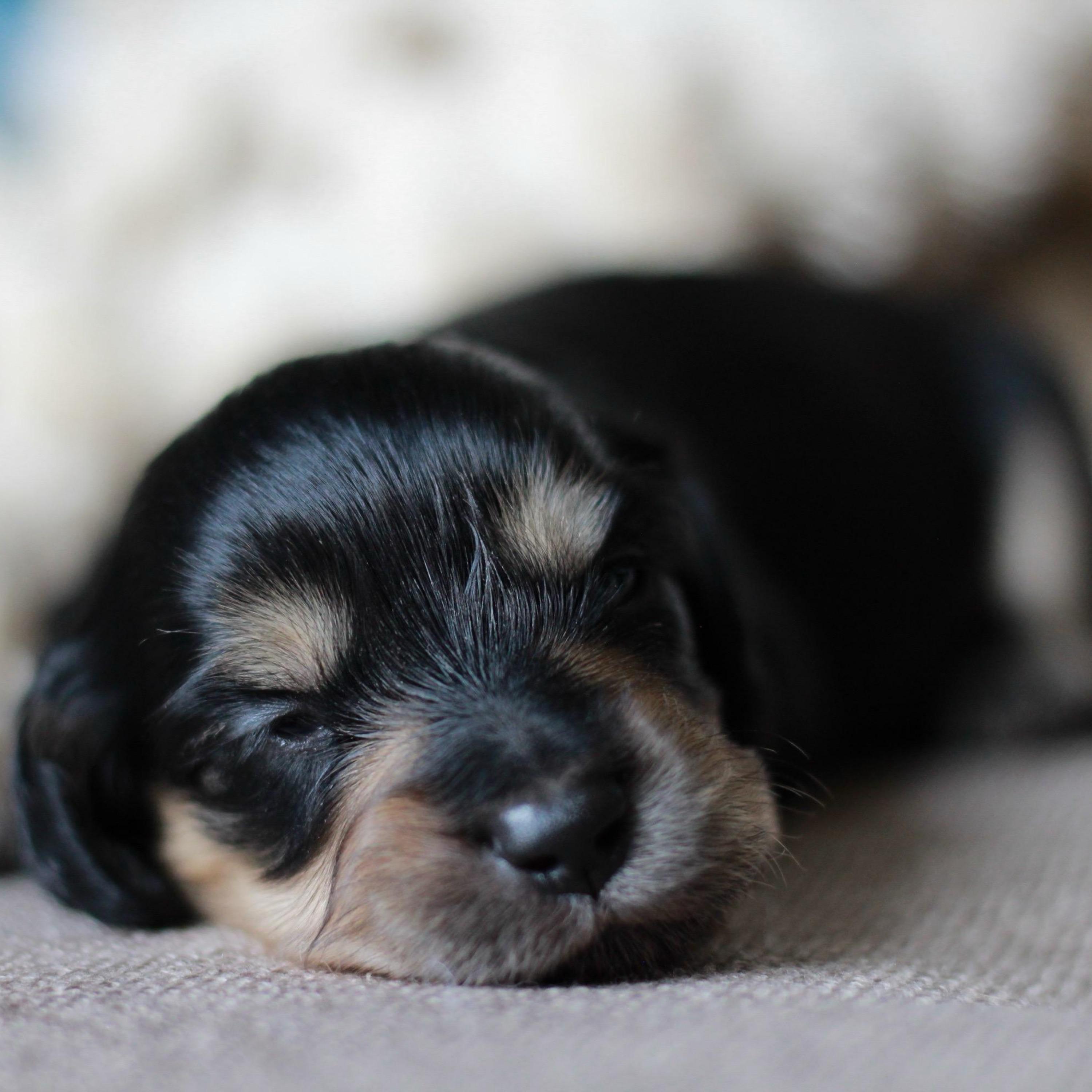 Olive - Black and Cream Miniature Dachshund Puppy