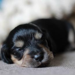 Olive- AKC 3500 - Black and cream female Dachshund puppy in Krum, Texas from Tired Chef Dachshunds