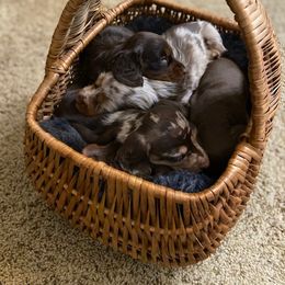 Dachshund Puppies from Lakeview Dachshunds