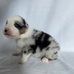 Boy 3 - Blue merle male Australian Shepherd puppy in Lakeland, Florida from Diamond P Australian Shepherds