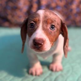 Fati - Dapple female Dachshund puppy in Homstead, Florida from Bravo Dachshunds