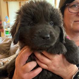 Grit - Gray male Newfoundland puppy in Saukville, Wisconsin from Crossroads Canines ~ Newfoundland Dogs
