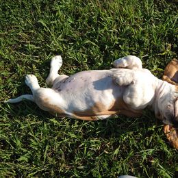 Basset Hound Puppies from Redbud Ranch Basset Hounds