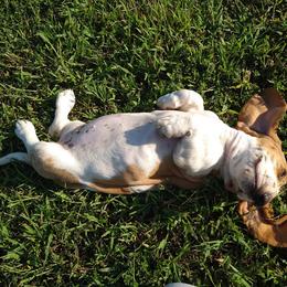 Basset Hound Puppies from Redbud Ranch Basset Hounds