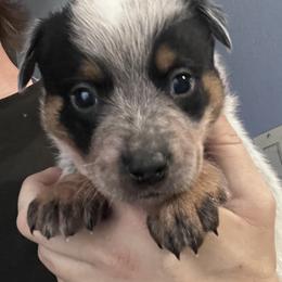- Boy 1 - Blue male Australian Cattle Dog puppy in Kaufman, Texas from Emberwick Ranch