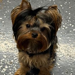 Ellie - Yorkshire Terrier