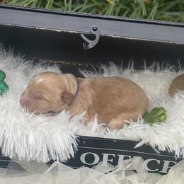 Girl 5 - Cream Australian Labradoodle puppy in Kingwood, Texas from Big Tex Australian Labradoodles