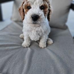 Boy 1 - Parti male Labradoodle puppy in Payson, Utah from Utah County Labradoodles