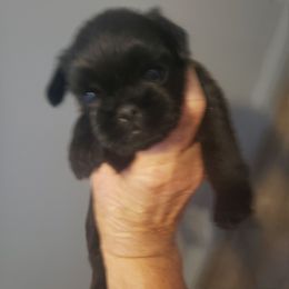 Taz - Black male Brussels Griffon puppy in Nc, Florida from Brusseluv2