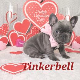 French Bulldog Puppies from JOLYNN Mecham