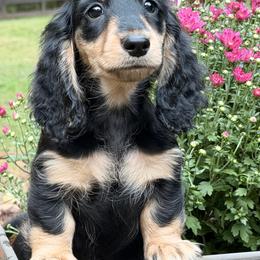 Black and Cream - Black and cream female Dachshund puppy in Hudson, North Carolina from Foothills Precious Paws