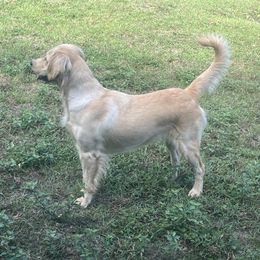 Holly - Golden Retriever
