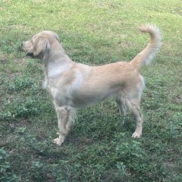 Holly - Golden Retriever