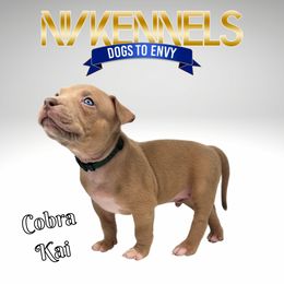 Boy 7 - American Bully puppy in Ocean City, Maryland from NV Kennels