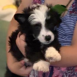 Azalea - Black and white female Chinese Crested puppy in Sweet Home, Oregon from Rhapsody Poodles & Cresteds