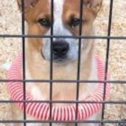 Australian Cattle Dogs from Devon’s ACDs