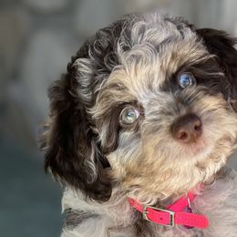Aussiedoodles and Poodles from BoujeeDoodles