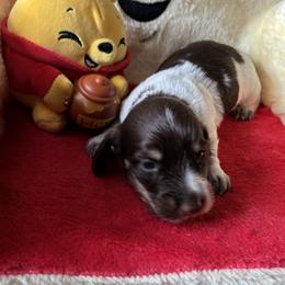 Smores - Piebald female Dachshund puppy in Bradenton, Florida from Leah’s Suncoast Doxies