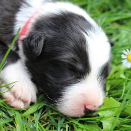 Border Collie Puppies from Team Reeves Ranch
