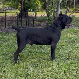 Magnus Chase - Cane Corso