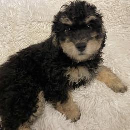 Bernedoodle Puppies from Eastside Paws LLC