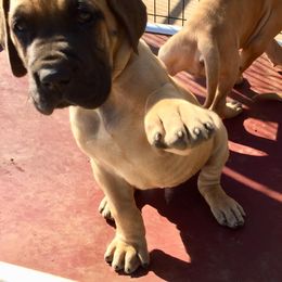 Great Dane Puppies from Ellenni Danes