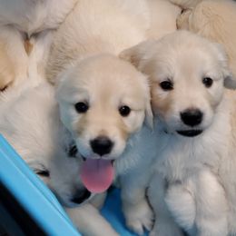 Golden Retriever Puppies from Golden Meadows