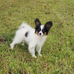 Male 1 - White black and tan male Papillon puppy in Lineville, Alabama from TimberLane Papillon's