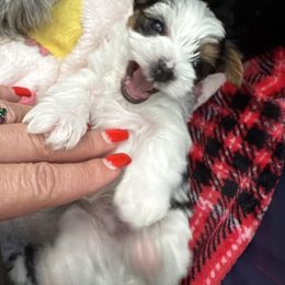 Yorkshire Terrier Puppies from Rosey’s Yorkies