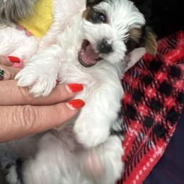 Yorkshire Terrier Puppies from Rosey’s Yorkies