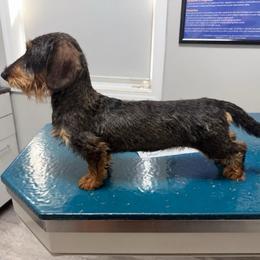 Mahna Mahnami - Dachshund
