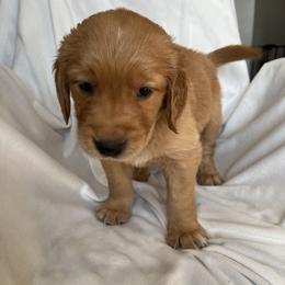 Golden Retriever Puppies from Thoroughmark Retrievers