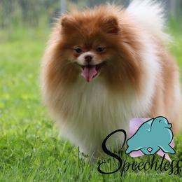 Astra - Chocolate sable female Pomeranian puppy in Perry County, Ohio from Speechless Pom’s