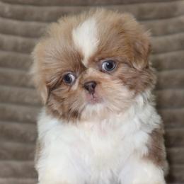 Luffy- Lavender Parti - Lilac male Shih Tzu puppy in Clinton, Tennessee from Southland’s Shih Tzus