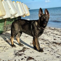 German Shepherd Puppies from Key Star German Shepherds