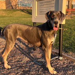 Benelii - Great Dane