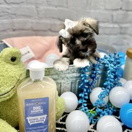 Miniature Schnauzer Puppies from Schnauzers on Robinson Lane