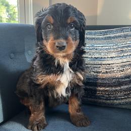 Bernedoodle Puppies from East Coast Bernedoodles