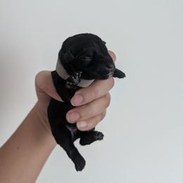 Grey - Black and silver male Miniature Schnauzer puppy in Thomasville, North Carolina from J&J's Future Horizons Kennel