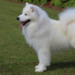 Samoyeds and Shiba Inu from Rexann