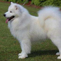 Samoyeds and Shiba Inu from Rexann
