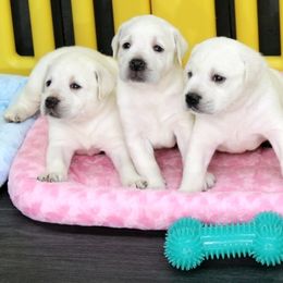 Female pups - Yellow female Labrador Retriever puppy in Lakeside, California from Labs To Love